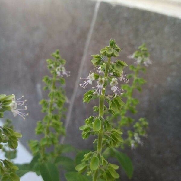 Ocimum campechianum Λουλούδι