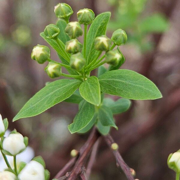 Spiraea hypericifolia Blatt