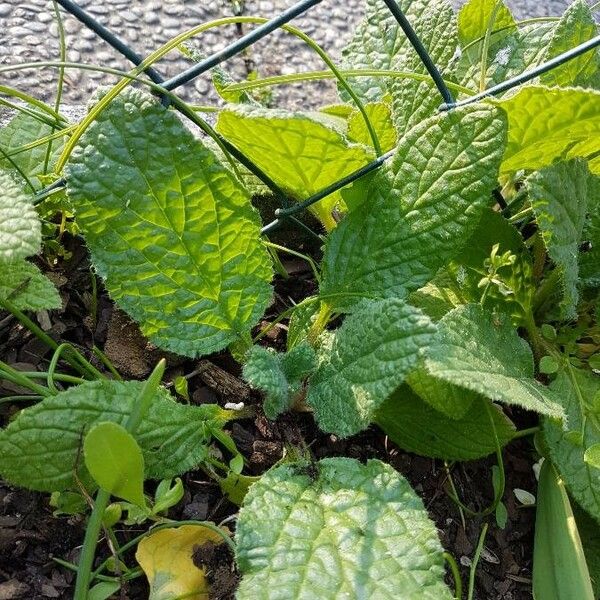 Borago officinalis পাতা