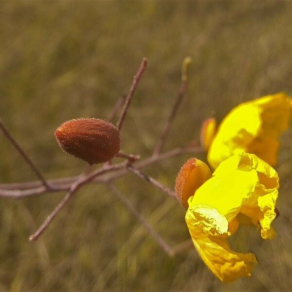 Cochlospermum regium Flower