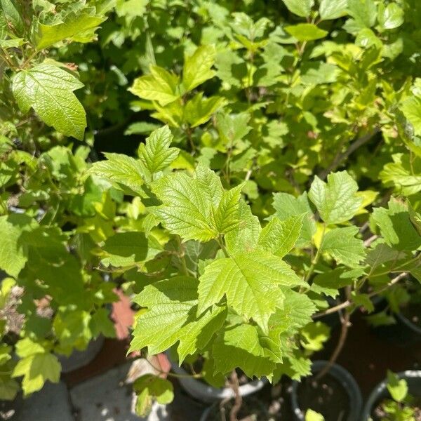 Viburnum trilobum Lapas