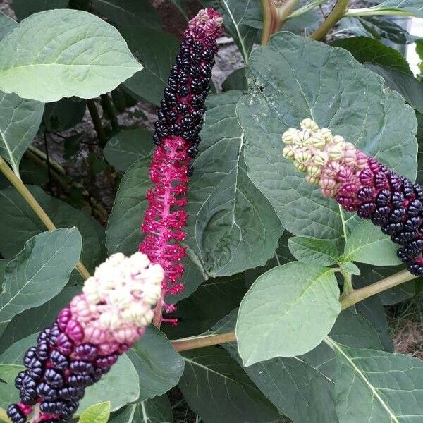 Phytolacca acinosa फूल