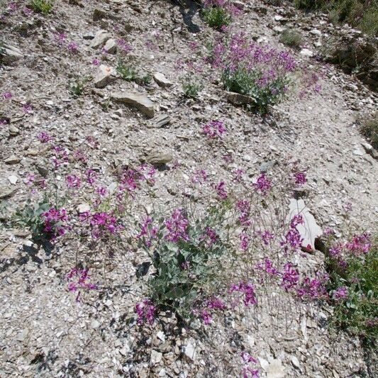 Moricandia moricandioides Habit