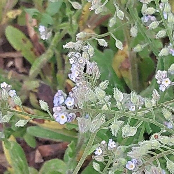 Myosotis arvensis Blüte