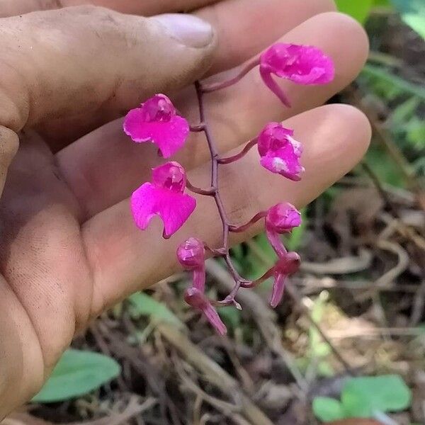 Comparettia falcata Flower