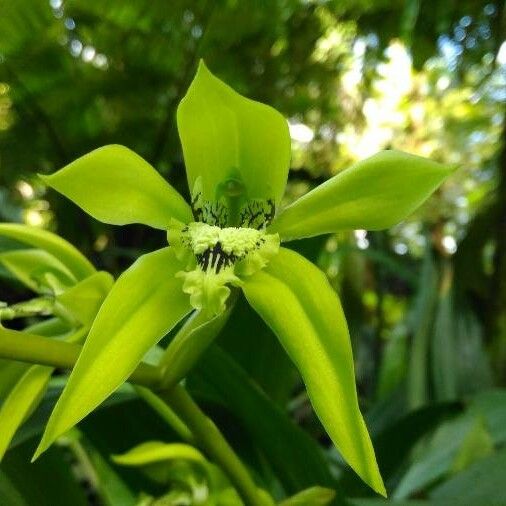 Coelogyne pandurata 花