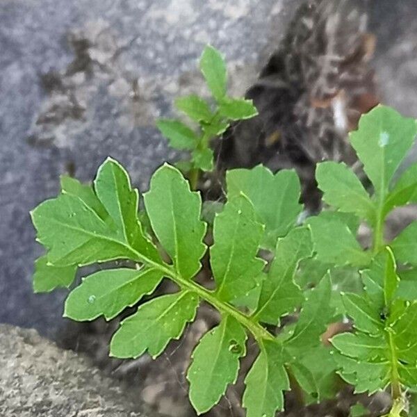 Rorippa sylvestris برگ