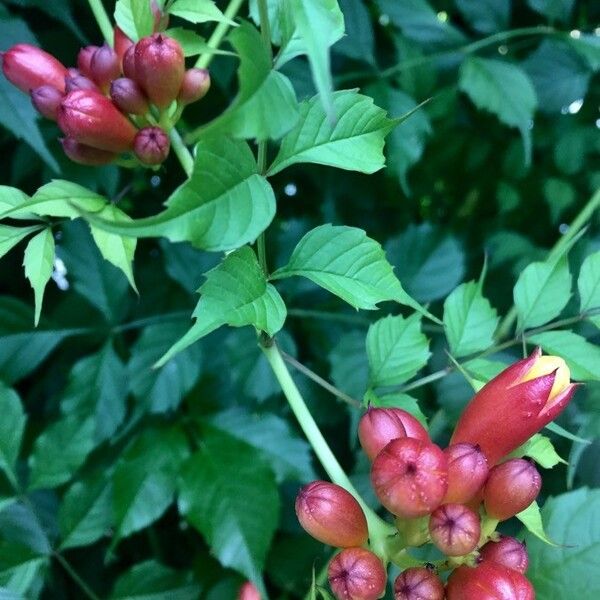 Campsis radicans Flor