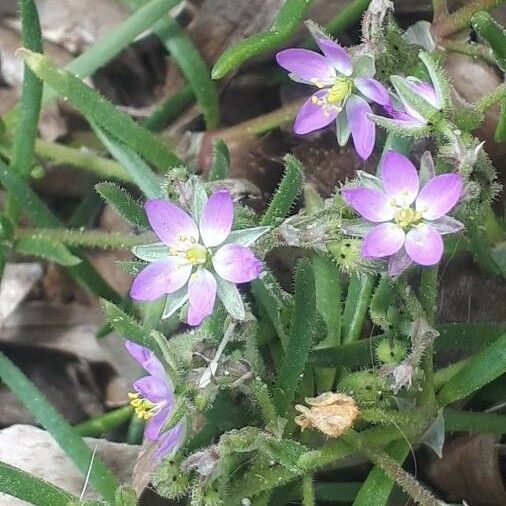 Spergularia marina Blomma