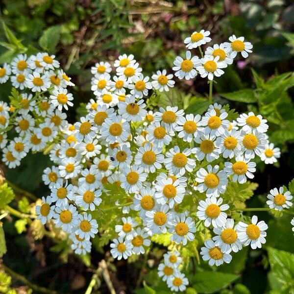 Tanacetum parthenium Fleur