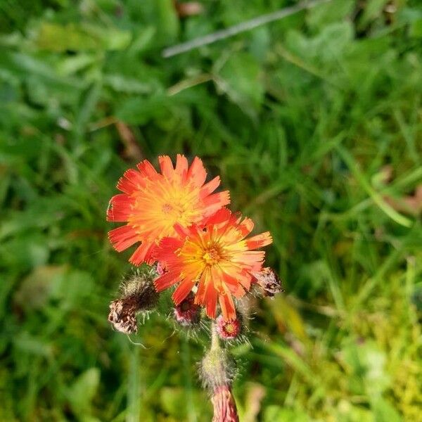 Pilosella aurantiaca Flor