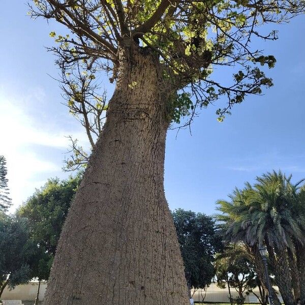 Ceiba speciosa Azala