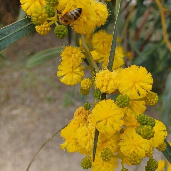 Acacia saligna Blüte