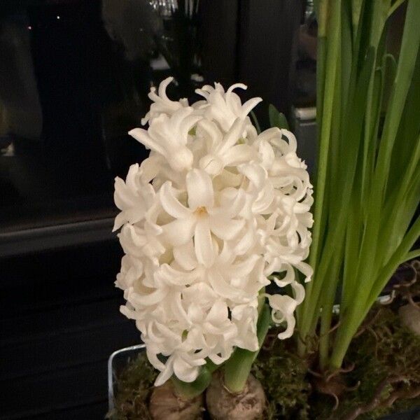 Hyacinthus orientalis Blomma