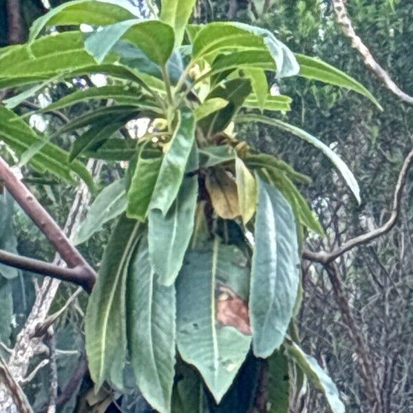 Arbutus canariensis ഇല