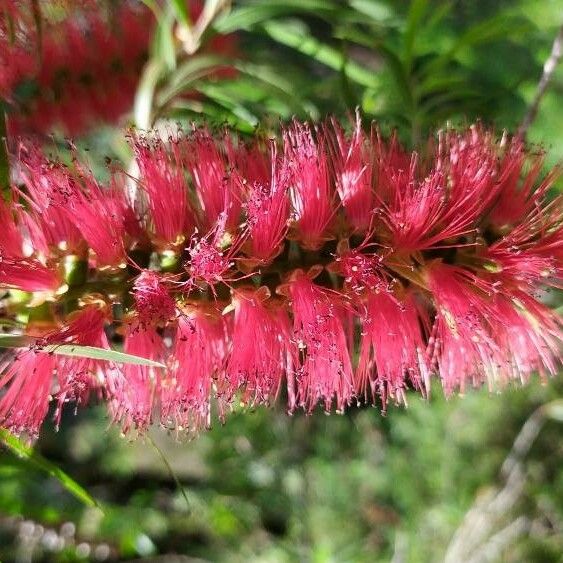 Melaleuca viminalis Flower