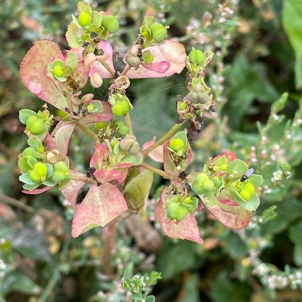 Euphorbia helioscopia 花