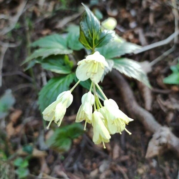 Cardamine enneaphyllos ফুল