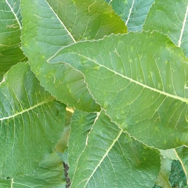 Inula helenium Blatt