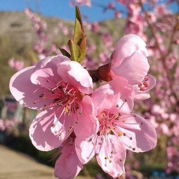 Prunus persica Žiedas