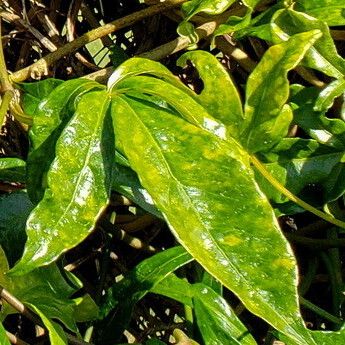 Ipomoea horsfalliae Foglia