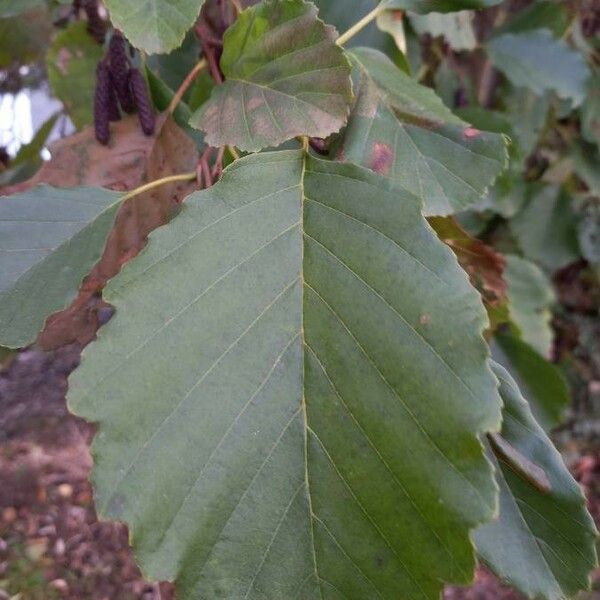 Alnus glutinosa Blad