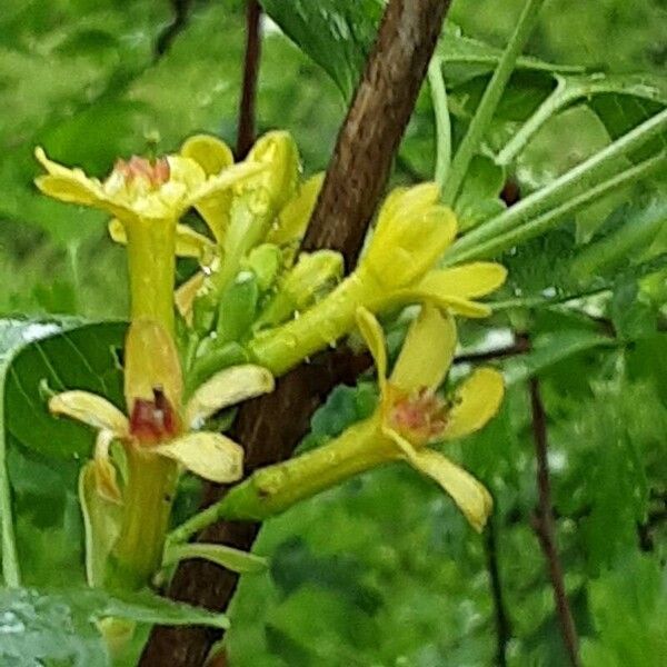 Ribes aureum Цветок