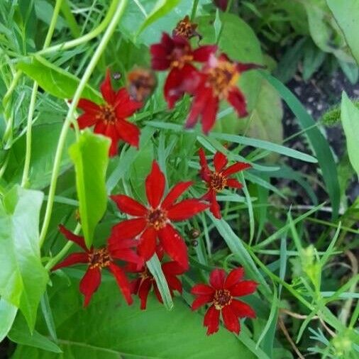 Silene virginica Flor