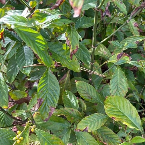 Psychotria viridis 葉