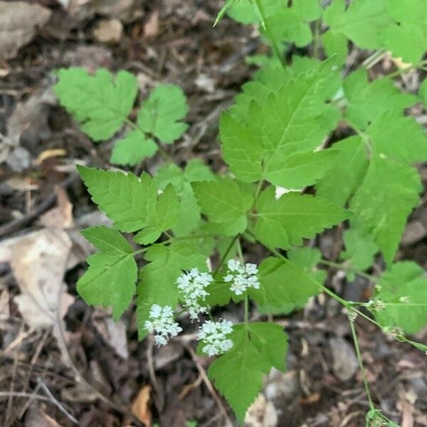 Osmorhiza longistylis Blad