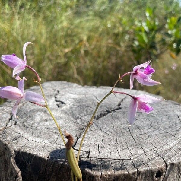 Bletia purpurea Blüte