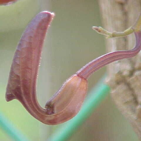 Aristolochia maxima Virág