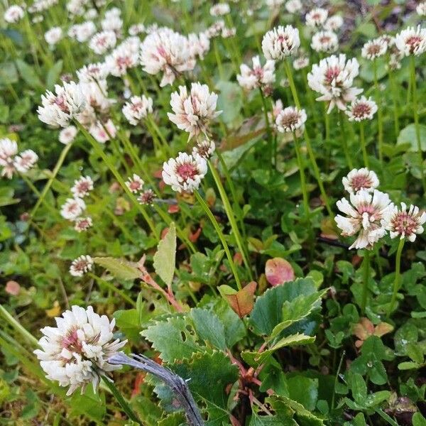 Trifolium occidentale Fiore