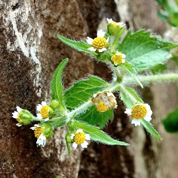 Galinsoga quadriradiata ഇല