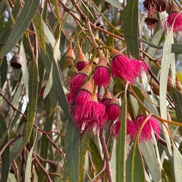Eucalyptus leucoxylon Cvet