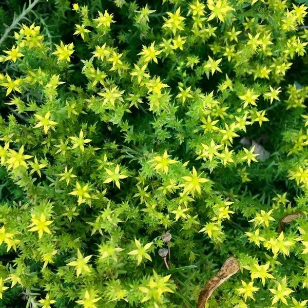 Sedum acre Flors