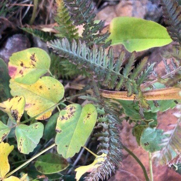 Pedicularis verticillata Leaf