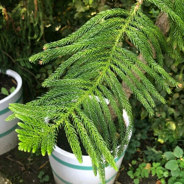 Araucaria heterophylla Habit