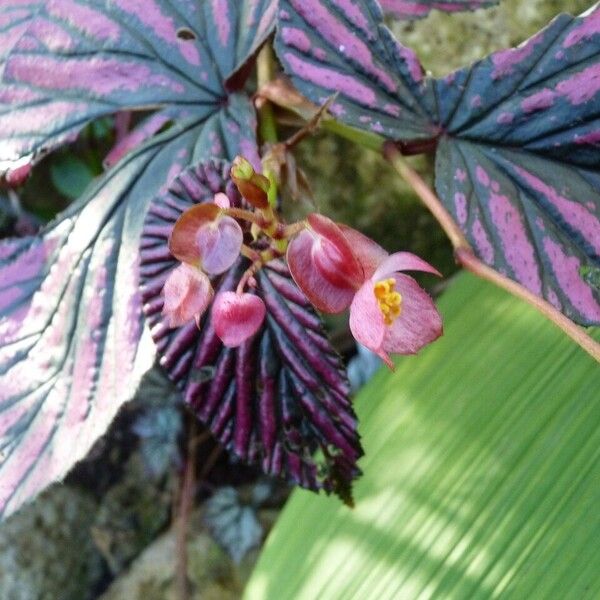 Begonia brevirimosa Virág