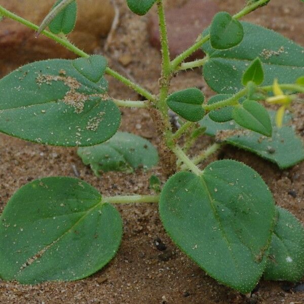 Cleome scaposa Lehti