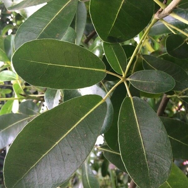 Tabebuia pallida Blatt