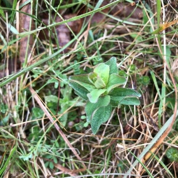 Hypericum elodes Liść