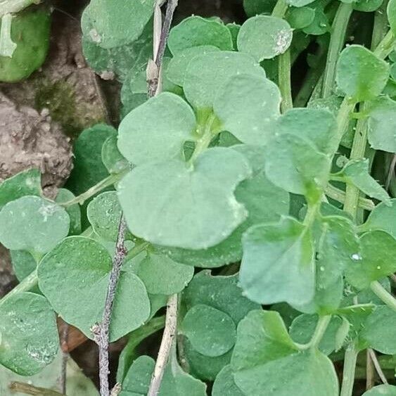 Cardamine flexuosa Blad