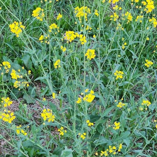 Brassica rapa പുഷ്പം