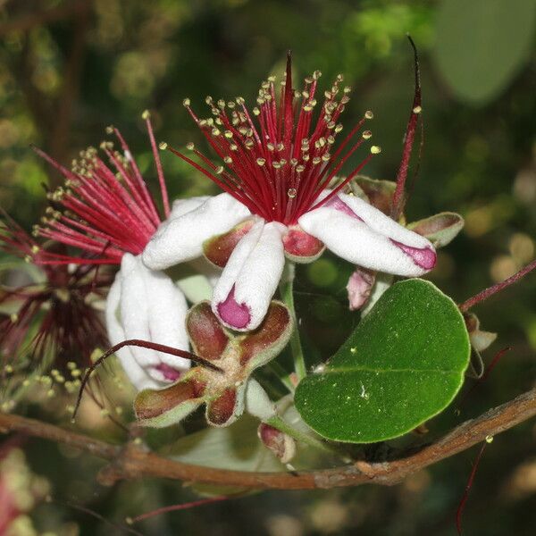 Acca sellowiana Flower