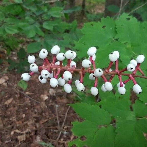 Actaea pachypoda Žiedas