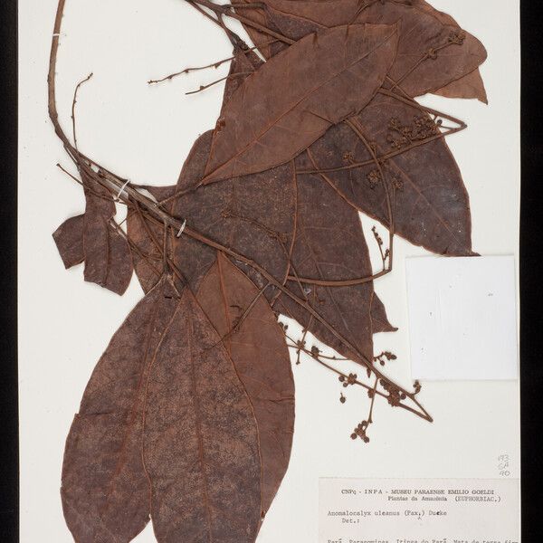 Dodecastigma uleanum Blad