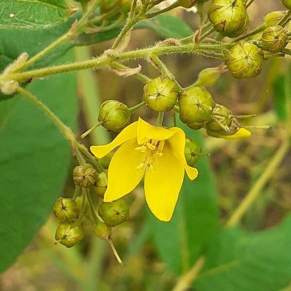 Lysimachia vulgaris ফুল