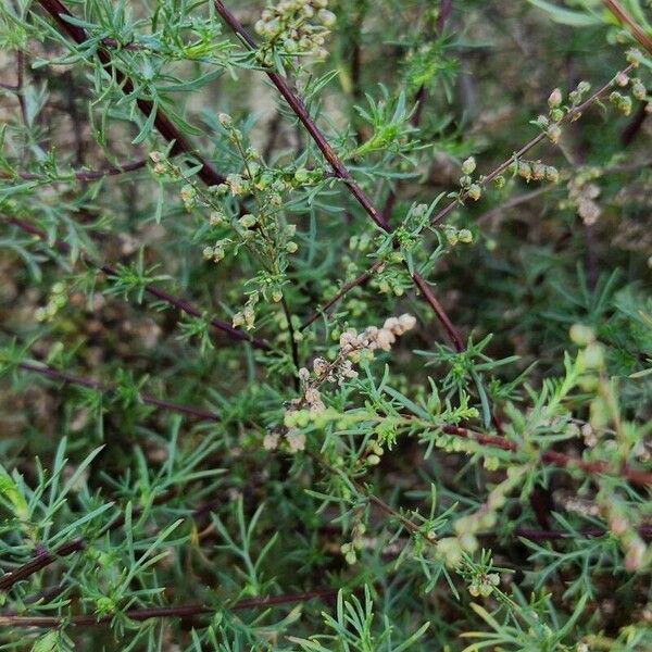 Artemisia scoparia Агульны выгляд