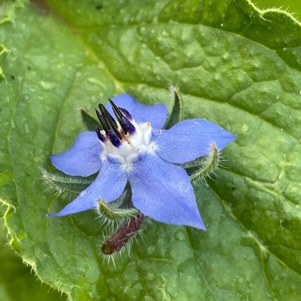 Borago officinalis Fleur